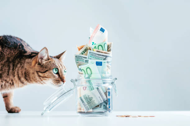 Cat posing on the background of a piggy bank. The concept of expenses for the maintenance of thoroughbred breeds of pets. Cat posing on the background of a piggy bank. The concept of expenses for the maintenance of thoroughbred breeds of pets. Mixed media money cat stock pictures, royalty-free photos & images
