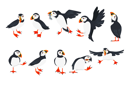 Set of atlantic puffin bird in different poses cartoon animal design flat vector illustration isolated on white background.