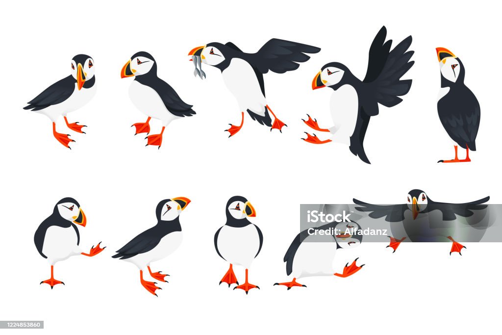 Set of atlantic puffin bird in different poses cartoon animal design flat vector illustration isolated on white background Set of atlantic puffin bird in different poses cartoon animal design flat vector illustration isolated on white background. Puffin stock vector