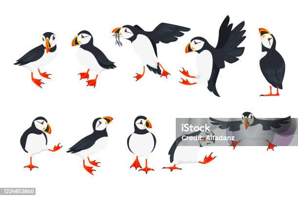 Set Of Atlantic Puffin Bird In Different Poses Cartoon Animal Design Flat Vector Illustration Isolated On White Background Stock Illustration - Download Image Now
