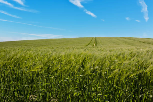 istock Close-up on a cereal field in the spring 1224854566