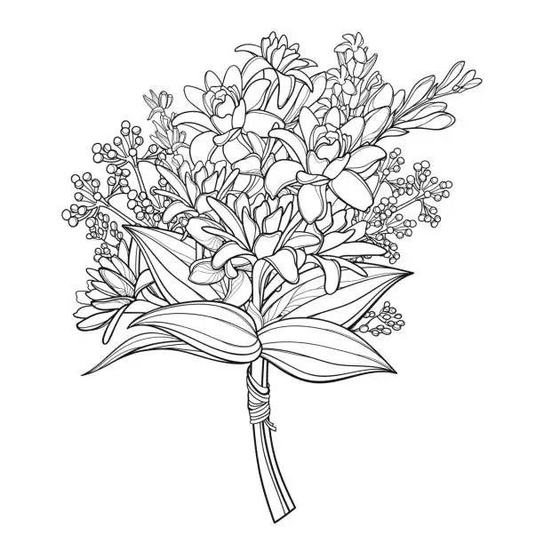 Vector illustration of Vector bouquet of outline tropical Agave amica or Polianthes or Tuberose flower bunch with bud and leaf in black isolated on white background.