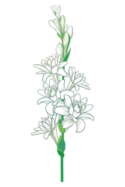 łodyga wektorowa zarysu tropikalnego agawy amica lub polianthes lub tuberozy z otwartym kwiatem i pączkiem w pastelowej bieli izolowanej na białym tle. - white background flower bud stem stock illustrations