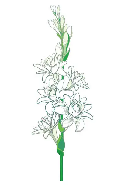 Vector illustration of Vector stem of outline tropical Agave amica or Polianthes or Tuberose bunch with open flower and bud in pastel white isolated on white background.