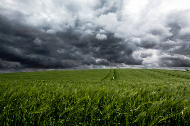 istock arrival of the thunderstorm on the crops 1224854683