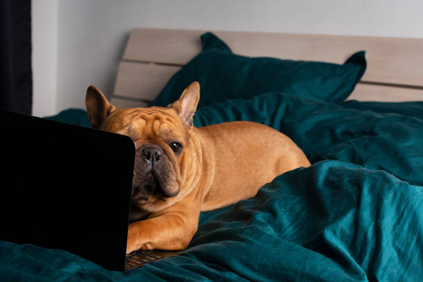 istock French bulldog dog working in bed at a laptop during quarantine. 1224856725