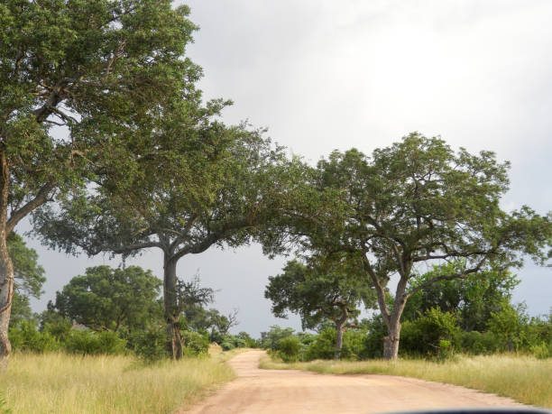 istock Kruger National Park in South Africa 1224856787