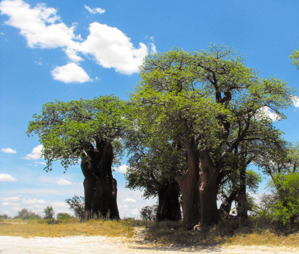 istock Baines Baobabs in the Nxai Pan in Botswana 1224856797