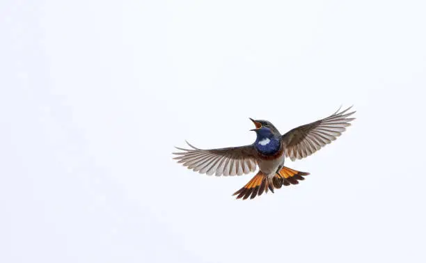 Bluethroat, Luscinia svecica cyanecula, male in display-flight at Holløse, Denmark