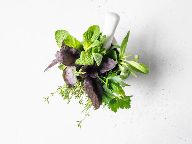 bunches of fresh raw herbs - tarragon, thyme, dill, parsley and purple basil in a white mortar. top view. copy space - tarragon close up herb bunch imagens e fotografias de stock