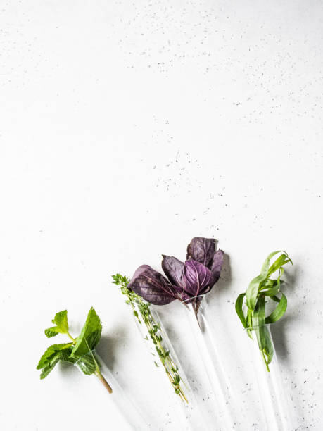 various fresh garden herbs in glass test tubes on light background - tarragon close up herb bunch imagens e fotografias de stock