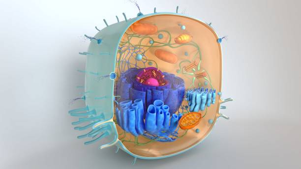 istock 3d render of body cells. 3d illustration cell model. 1224858360