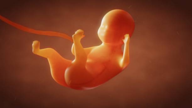 9 Semanas De Embarazo - Banco de fotos e imágenes de stock - iStock