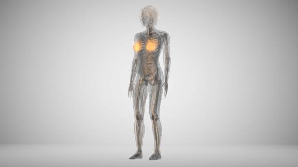 istock 3d render of a woman with lighted breasts 1224858527