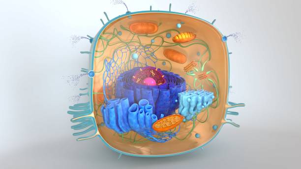 istock 3d render of body cells. 3d illustration cell model. 1224858553