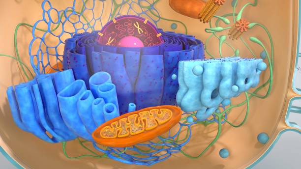 istock 3d render of body cells. 3d illustration cell model. 1224858675
