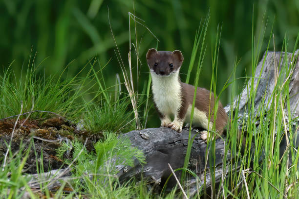 istock Stoat, Mustela erminea 1224858690