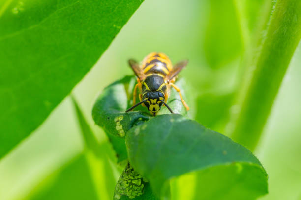 istock Common Aerial Yellowjacket Queen in Springtime 1224859210