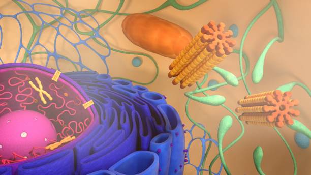 istock 3d render of body cells. 3d illustration cell model. 1224859385