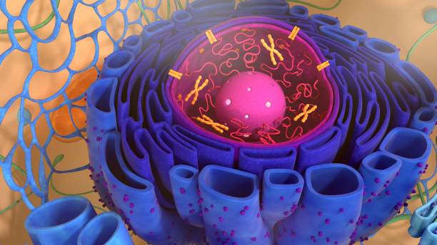 istock 3d render of body cells. 3d illustration cell model. 1224859758