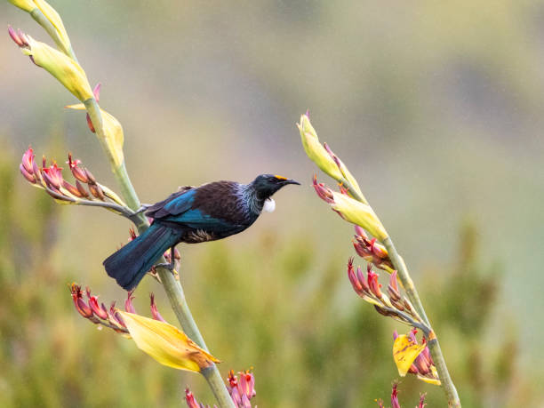 istock Chatham Island Tui (Prosthemadera novaeseelandiae chathamensis) 1224859779