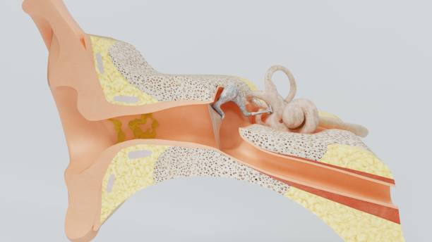 istock 3d render structures of the human ear. 3d illustration 1224859950