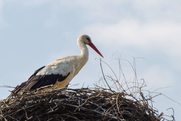 istock A white stork sits in a nest. 1224860024
