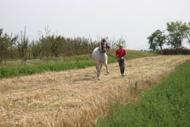 istock Mature man walking with horse 1224860175