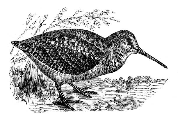 Eurasian woodcock (Scolopax rusticola) Illustration of a  Eurasian woodcock (Scolopax rusticola) eurasian woodcock scolopax rusticola stock illustrations