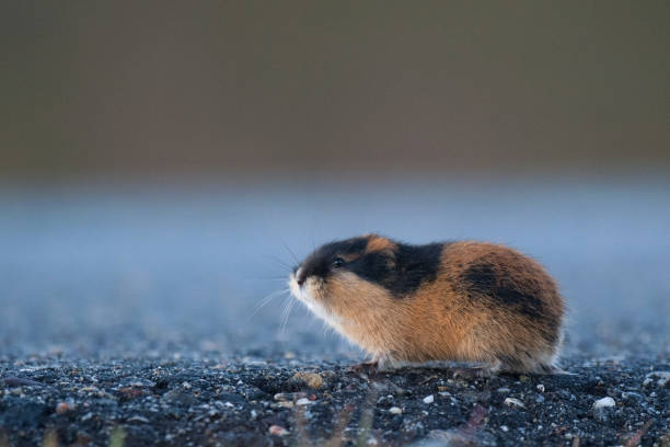 Norway Lemming Lemmus Lemmus Stock Photo - Download Image Now - Lemming,  Norwegian Lemming, Animal - Istock