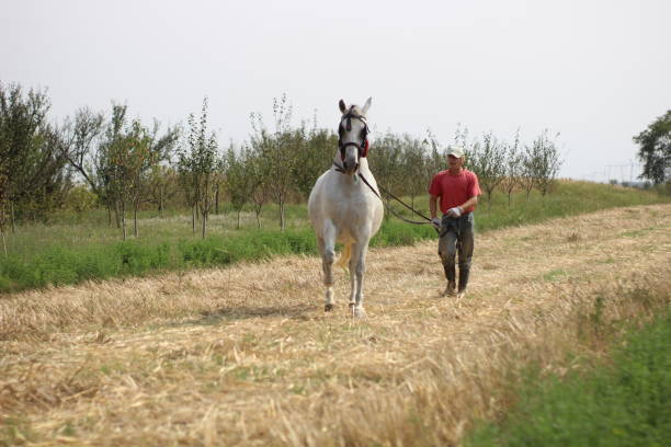 istock Mature man walking with horse 1224860842