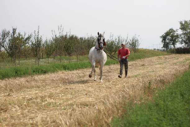 istock Mature man walking with horse 1224860901