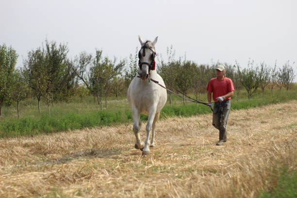 Mature man walking with horse