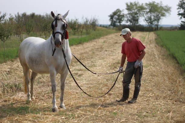 istock Older man love horses 1224860939