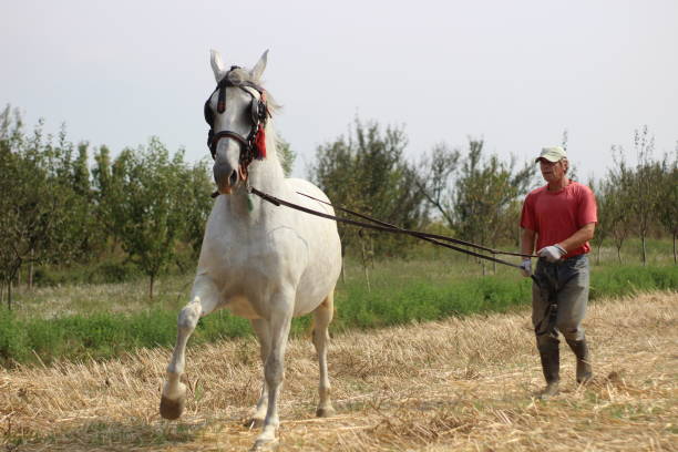 istock Man and horse 1224860980
