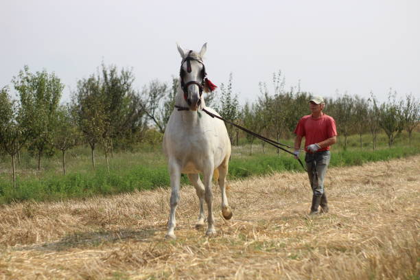 istock Mature man walking with horse 1224861100