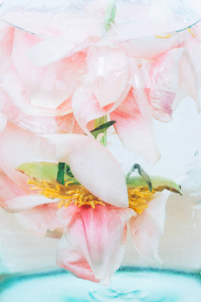 pétales de pivoine immergés dans l’eau avec des gouttes d’air dans un vase transparent en verre près vers le haut. art et esthétique, photo créative. fond rose et blanc abstrait. belle fleur sous l’eau - poetic photos et images de collection