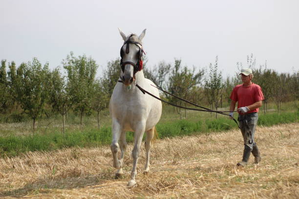 istock Mature man walking with horse 1224861208