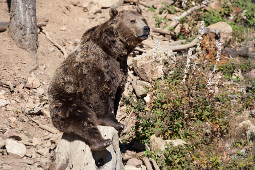 Brown Bear seated on a trunk in a forest of Sant Julia de Loria, Andorra.