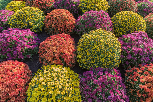 crisantemos - daisy multi colored flower bed flower fotografías e imágenes de stock
