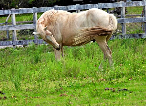 Gray horse - side view