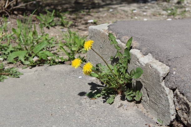 istock yellow dandelion flowers sprouted at the steps on the asphalt 1224863232