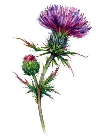 Botanical Illustration of Thistle in Vintage Style. Watercolor Drawing of Purple Flowering Plant Isolated on White. Meadow Wildflower Close up.