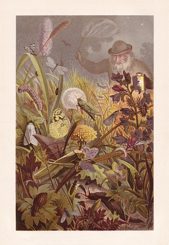 Nocturnal activities of the insects. Chromolithograph, published in 1884.