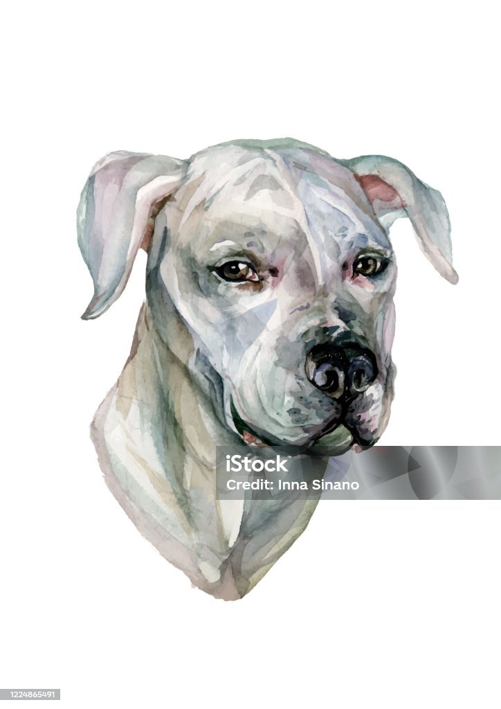 Watercolor Portrait Dogo Argentino Watercolor Portrait of Dogo Argentino Isolated on White Background. Detailed Illustration of White Dog's Head in Realistic Style. Animal Art. Watercolor Tattoo Sketch, Watercolor Painting stock vector
