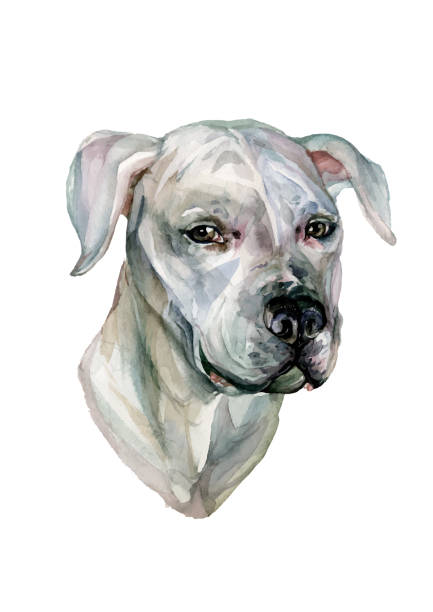 Watercolor Portrait Dogo Argentino Watercolor Portrait of Dogo Argentino Isolated on White Background. Detailed Illustration of White Dog's Head in Realistic Style. Animal Art. Watercolor Tattoo Sketch, dogo argentino stock illustrations