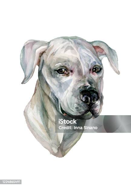 Watercolor Portrait Dogo Argentino Stock Illustration - Download Image Now - Watercolor Painting, Dog, Portrait