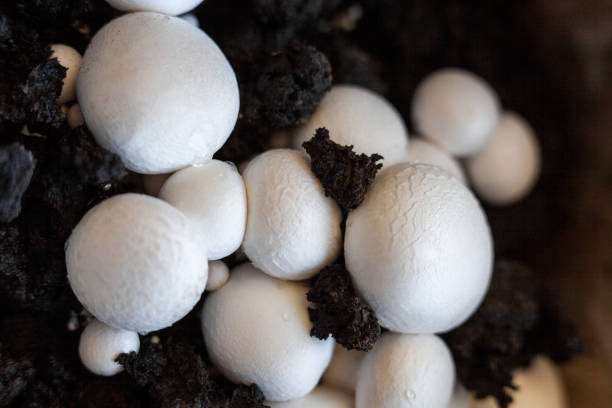istock Button mushrooms in the ground 1224865527