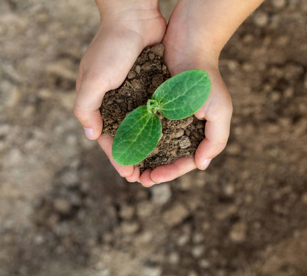 istock Kid's hands holding a young plant. Close-up. 1224865600