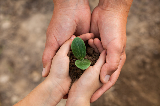 Kid's and grown-up's hands holding a young plant. New life. Parents and kids. Family. Love. Care, support and protection concept.